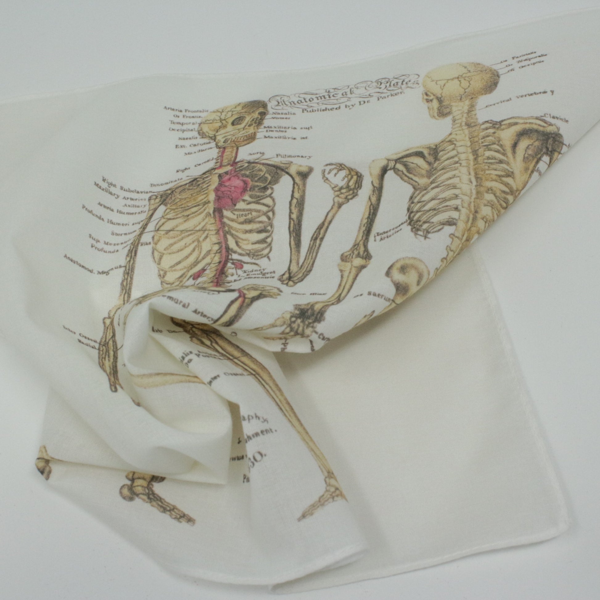 Cotton Hankie Handkerchief Pocket Square anatomical skeleton design on a white background