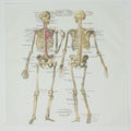 Anatomy Skeleton Medical Cotton Handkerchief Pocket Square