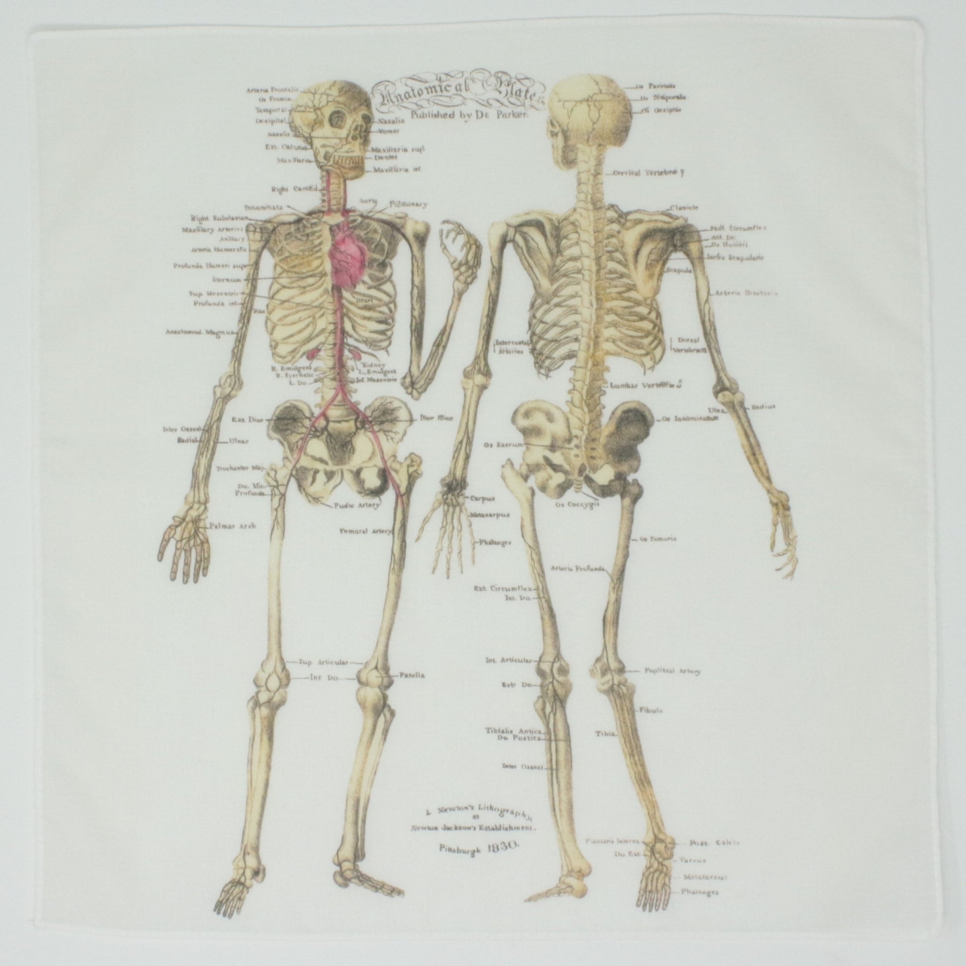 Anatomy Skeleton Medical Cotton Handkerchief Pocket Square